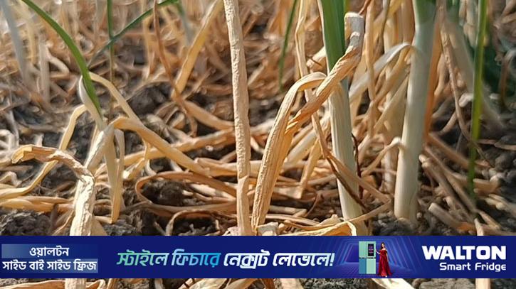 গোপালগঞ্জে ‘বিষ’ দিয়ে ৫০ বিঘা জমির পেঁয়াজ নষ্ট করার অভিযোগ