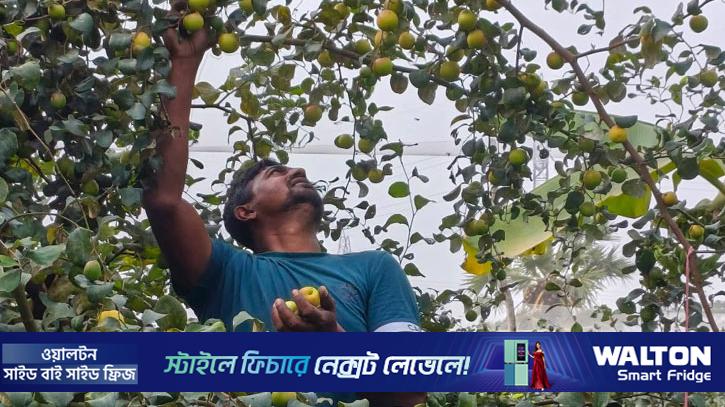 ঝালকাঠিতে ব্যবসা হারিয়ে কুল চাষে বছরে আয় ১২ লাখ টাকা