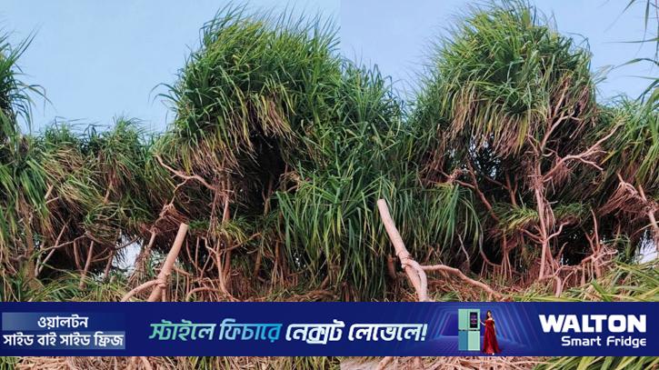 সেন্টমার্টিনে কেয়াগাছ কেটে রিসোর্ট নির্মাণের অভিযোগে মামলা