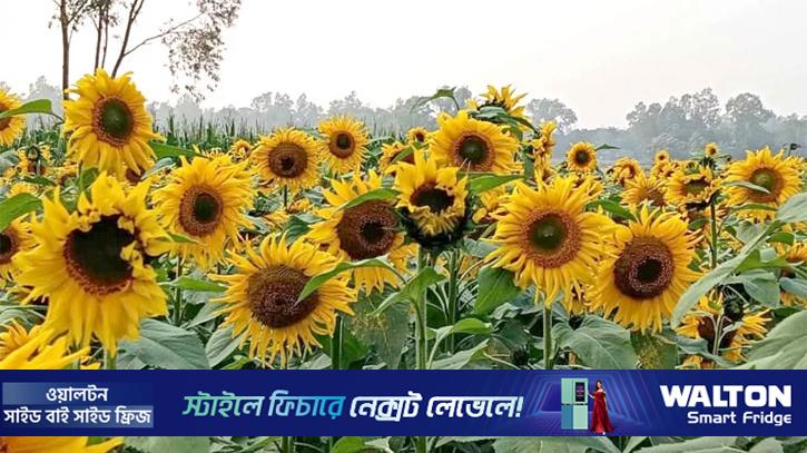 সিরাজগঞ্জে বাড়ছে সূর্যমুখী চাষ, কৃষিতে নতুন সম্ভাবনা