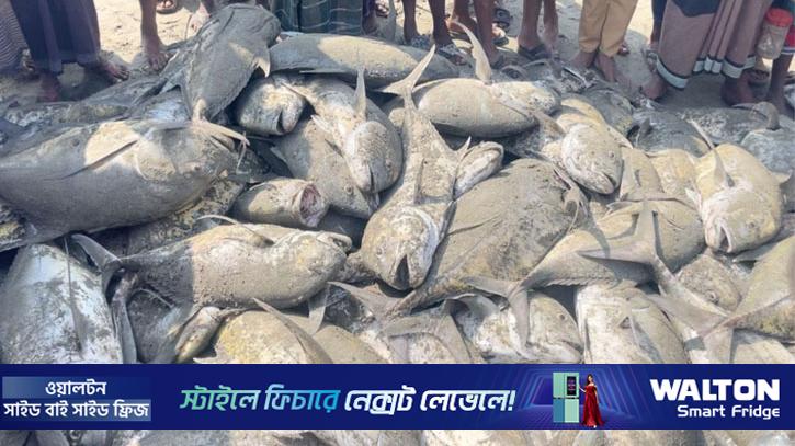 টেকনাফে জালে ধরা পড়ল দেড় শতাধিক তবল মাছ, বিক্রি ৬ লাখে