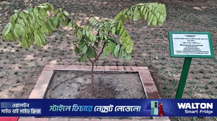 স্মৃতিসৌধের বাগানে প্রধানমন্ত্রী তারেক রহমানের পারিজাত ফুলগাছ রোপণ