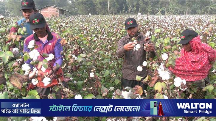 তুলায় স্বপ্ন বুনছেন ঠাকুরগাঁওয়ের চাষিরা 