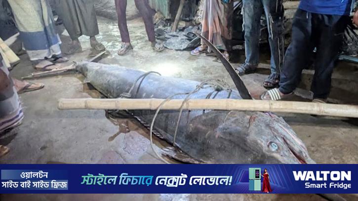 টেকনাফে ধরা পড়ল ২০০ কেজির সেইলফিশ