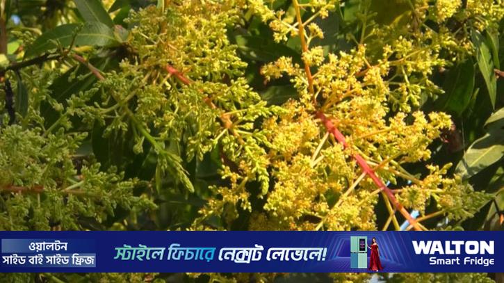 সাতক্ষীরায় আমের মুকুলের মৌ মৌ ঘ্রাণ, স্বপ্ন বুনছেন বাগান মালিকরা