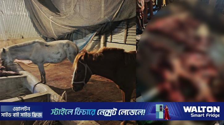 টাঙ্গাইলে ৮টি ঘোড়া জবাইয়ের অভিযোগে আটক ৪