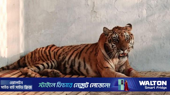 সুস্থ হয়ে উঠছে সেই বাঘিনি, মার্চে ফিরবে সুন্দরবনে