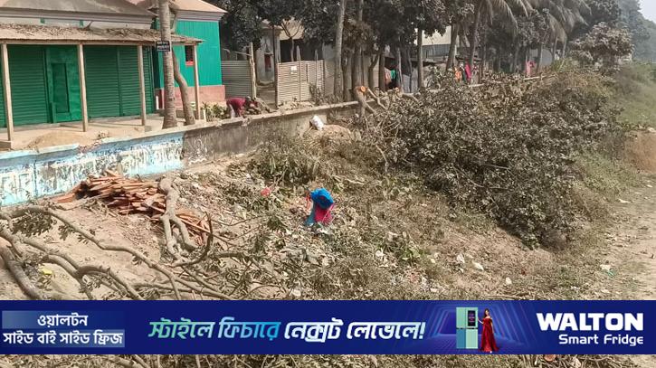 বিএনপি নেতার গাড়ি ঢুকতে অসুবিধা, কাটা হলো বেড়িবাঁধের ২০ গাছ 