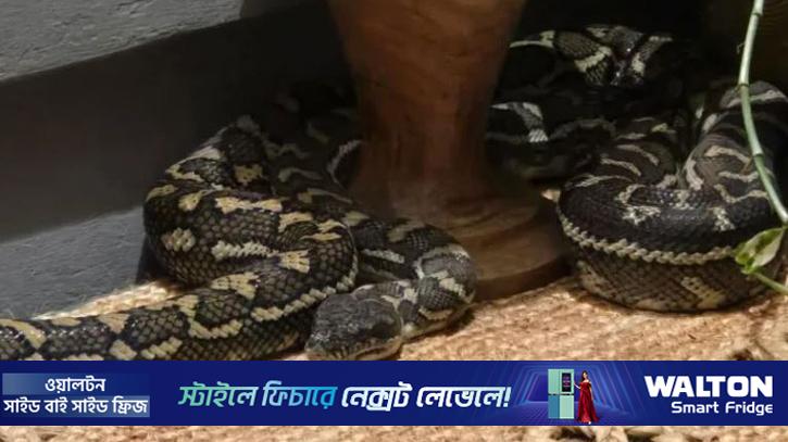 ঘুম ভাঙতেই দেখেন বুকের ওপর সাপ