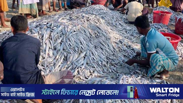 বঙ্গোপসাগরে ধরা পড়ল ১০৯ মণ ছুরি মাছ, সোয়া ৮ লাখে বিক্রি 