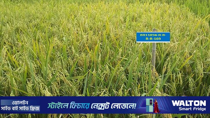 শস্য ভাণ্ডারে যুক্ত হলো দুই হাইব্রিডসহ ছয় ধানের নতুন জাত