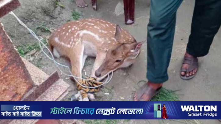 বাগেরহাটে লোকালয়ে চিত্রা হরিণ, পরে অবমুক্ত