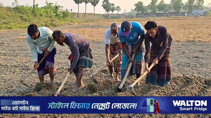 সার-কীটনাশকের দাম বৃদ্ধি, লোকসানের শঙ্কায় বরগুনার আলু চাষিরা