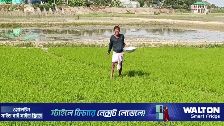 ব্যাংক ঋণ না পেয়ে মহাজনে ঝুঁকছেন হাওরের ভূমিহীন চাষিরা