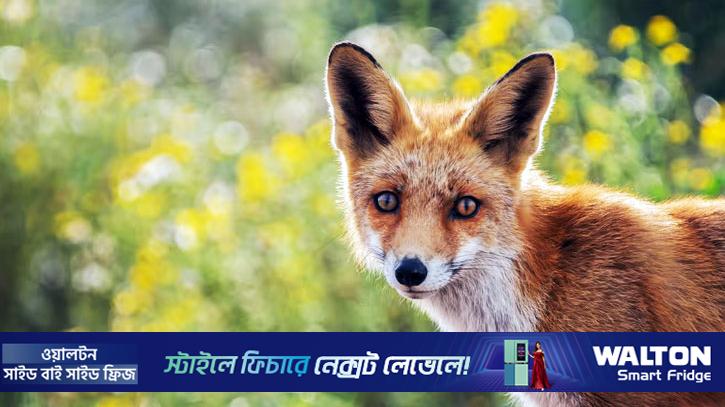 চাটমোহরে কসাইয়ের বিরুদ্ধে শিয়ালের মাংস বিক্রির অভিযোগ