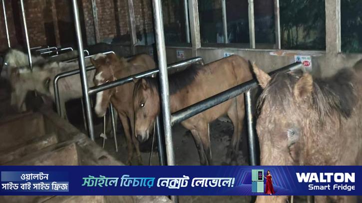 গাজীপুরে জবাইয়ের জন্য রাখা ৫টি ঘোড়া উদ্ধার