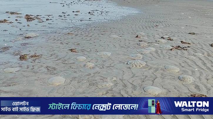 মৃত জেলিফিশে সয়লাব কুয়াকাটা সৈকত