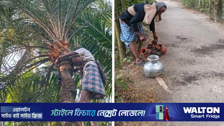 রায়পুরে বিলুপ্তির পথে খেজুর গাছ