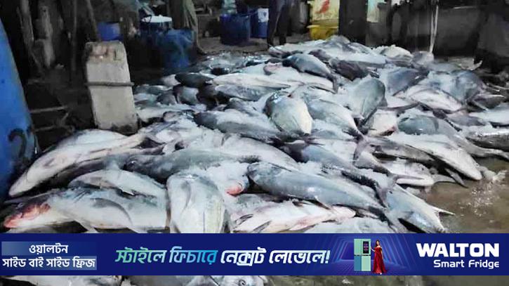 ধরা পড়লো ১১২ মণ নাগু মাছ, দাম উঠল কতো 
