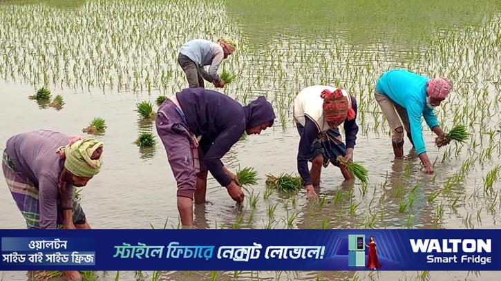 নড়াইলে বেড়েছে বোরো ধানের চাষ
