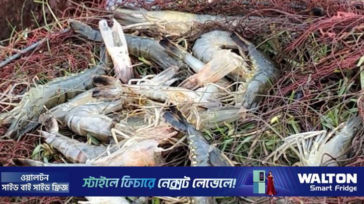 বাগেরহাটে বাগদা চিংড়ি হুমকির মুখে, কমছে উৎপাদন