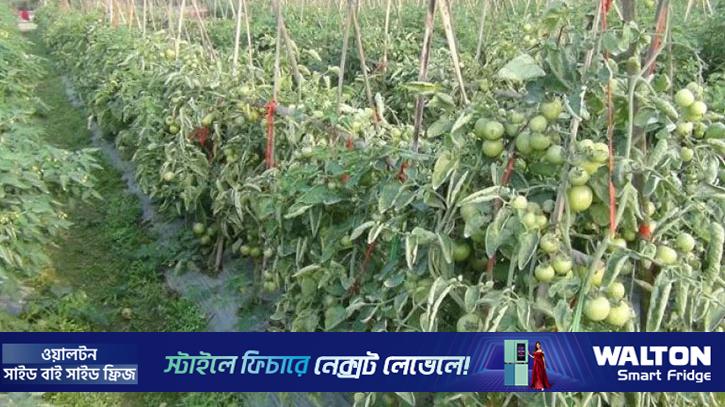 শিয়াল মারার ফাঁদে প্রাণ গেল ২ জনের 