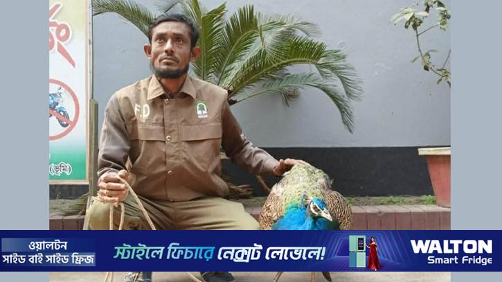 কুড়িগ্রামে বিরল প্রজাতির ময়ূর উদ্ধার