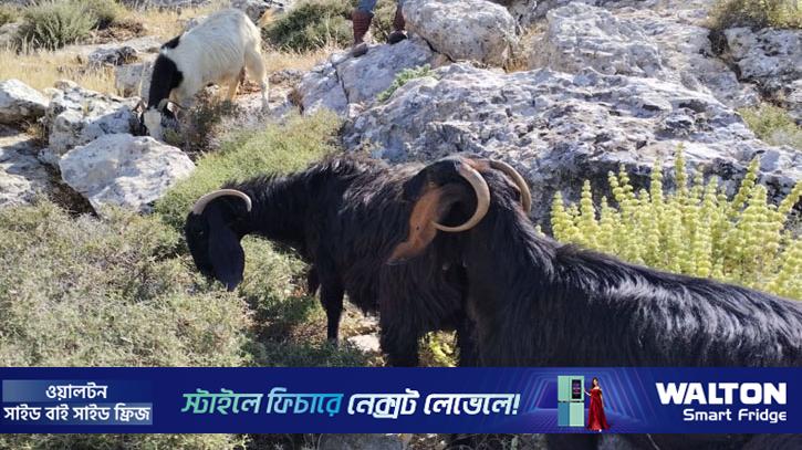 সিরিয়া থেকে ২৫০টি ছাগল চুরি করল ইসরায়েলি সৈন্যরা