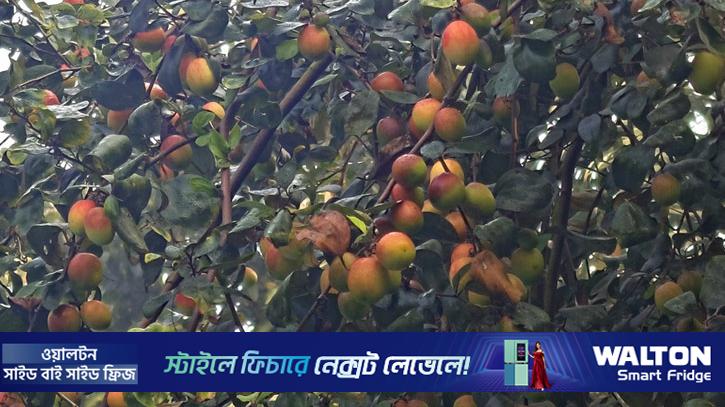 সাতক্ষীরায় কুলের বাম্পার ফলন, ১৬০ কোটি টাকার বাণিজ্যের আশা