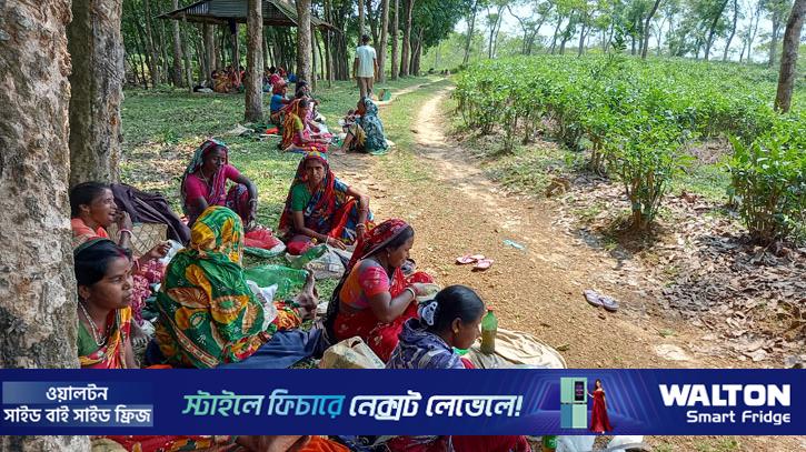 নিরাপত্তা ও উন্নয়নের দাবি মৌলভীবাজারের নারী ভোটারদের 