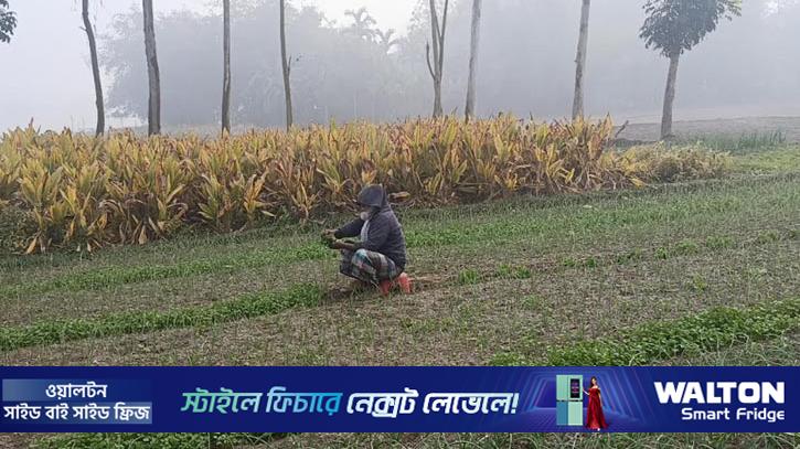 পঞ্চগড়ে তাপমাত্রা নেমেছে ৬ ডিগ্রির ঘরে