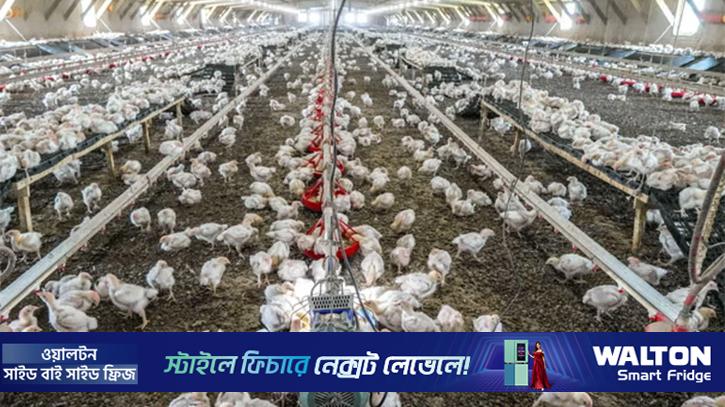 ১৯৬১ সালের তুলনায় ৬ গুণ বেশি মুরগির মাংস খাচ্ছে মানুষ