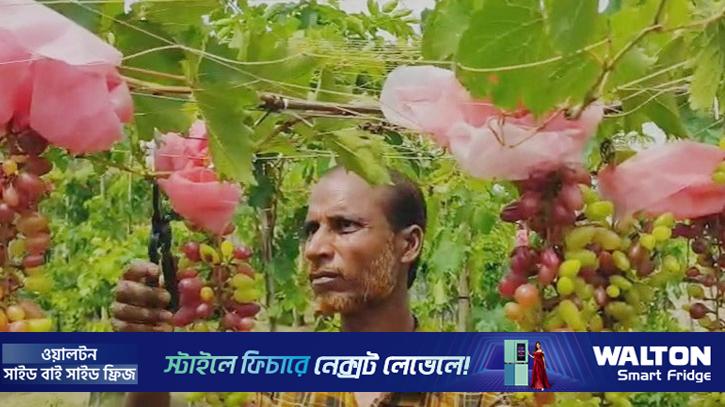 ট্রাক ড্রাইভার থেকে আঙুরচাষী, দৃষ্টান্ত গড়লেন হেলাল
