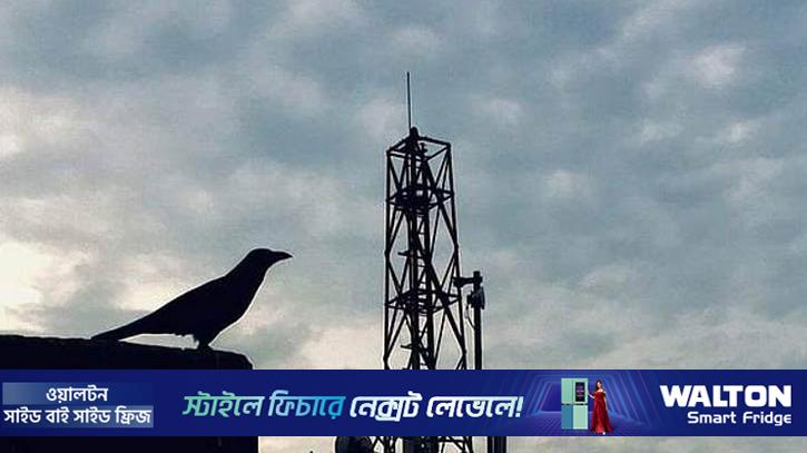 কোথায় হারালো ঢাকার কাক?