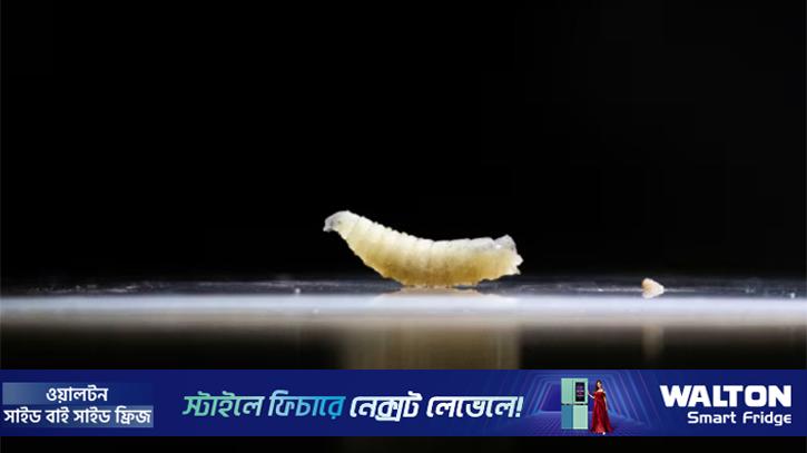 যুক্তরাষ্ট্রে মাংসখেকো পরজীবী মাছি শনাক্ত