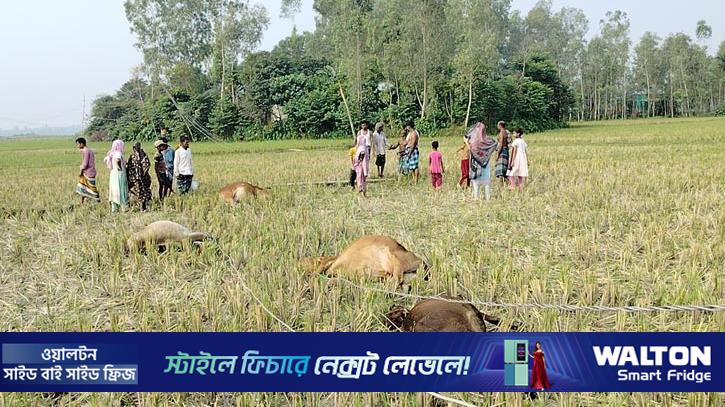 কালিহাতীতে বিদ্যুৎস্পৃষ্টে ৫ গরুর মৃত্যু