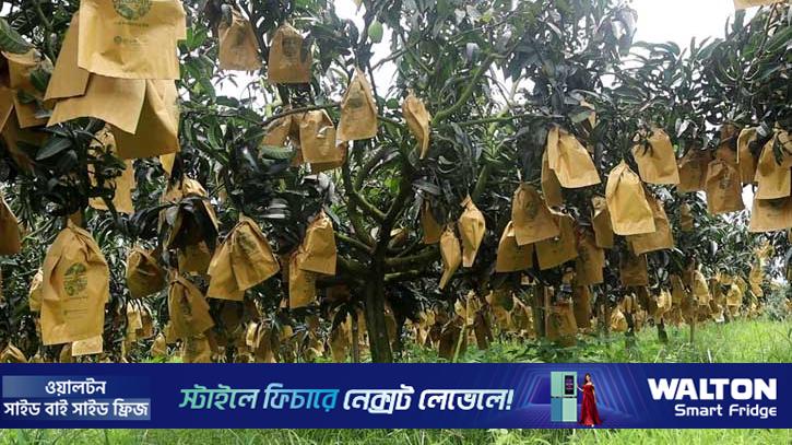 নওগাঁয় ফ্রুট ব্যাগের সংকট, বিপাকে আম চাষি