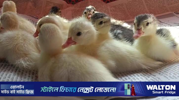 হাঁসের বাচ্চায় স্বাবলম্বী যে গ্রাম
