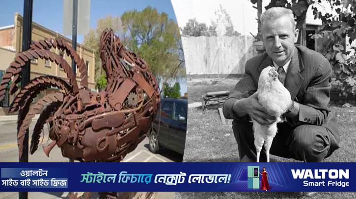 মাথা বিচ্ছিন্ন হওয়ার পরও ১৮ মাস বেঁচে ছিল যে মোরগ