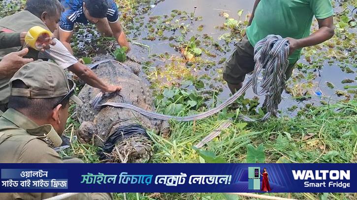 সরিয়ে নেওয়া হলো খানজাহান আলী মাজার সংলগ্ন দীঘির একমাত্র কুমির