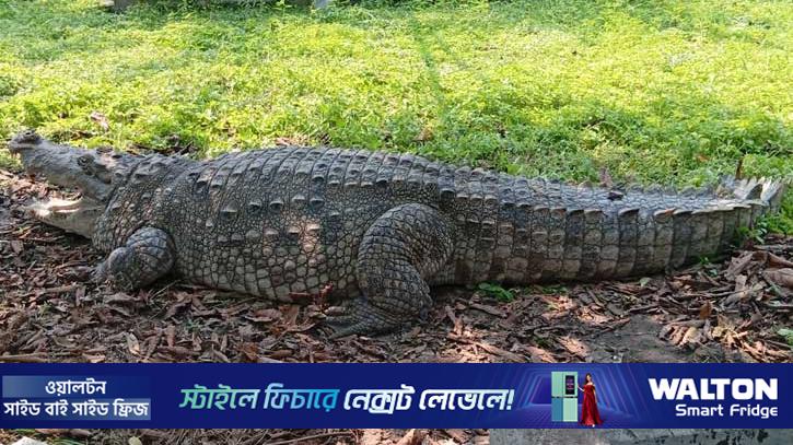 বাগেরহাটে মাজারের কুমির বন্যপ্রাণী পুনর্বাসন কেন্দ্রে স্থানান্তর