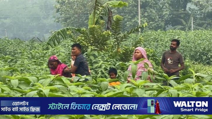 গাংনী সীমান্ত দিয়ে বিএসএফের পুশইন চেষ্টা