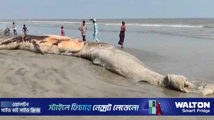 কুয়াকাটা সৈকতে ভেসে এলো বিশালাকৃতির মৃত তিমি