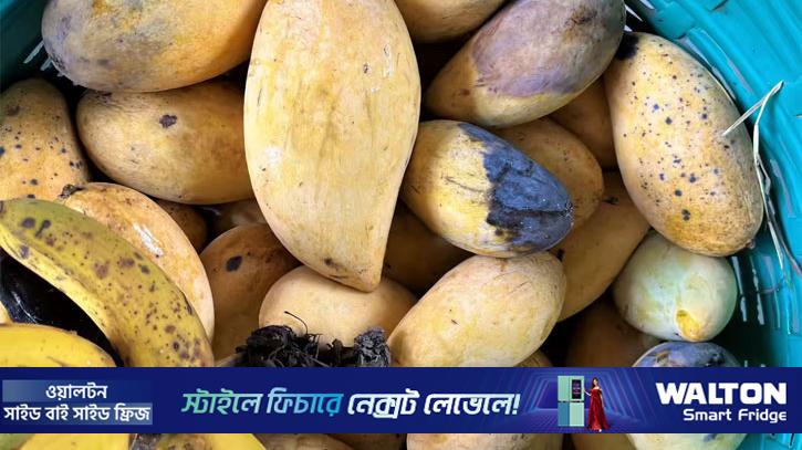 পচনধরা আম খাওয়া কী বিপজ্জনক?