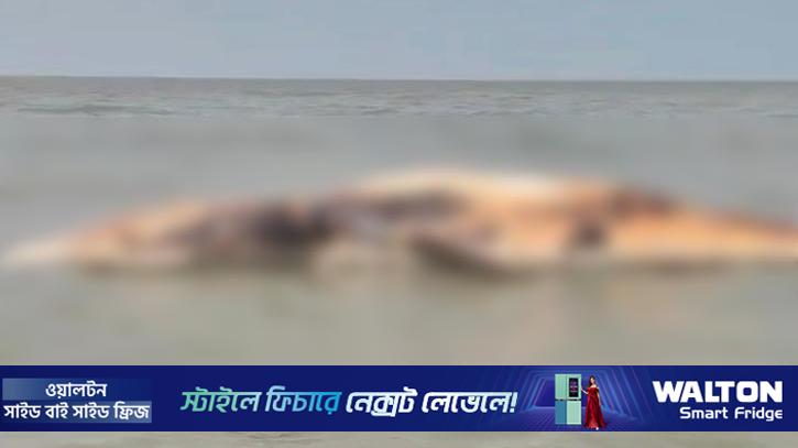 সাগরে ভাসছে ৪০ ফুট দৈর্ঘ্যের মৃত তিমি