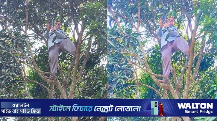 গাছে উঠে অনলাইনে হাজিরা দিলেন প্রধান শিক্ষক