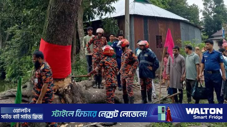 ঝড়ে পড়ে যাওয়ার পর ‌‌‘উঠে দাঁড়ানো’ সেই গাছ কেটে ফেলল প্রশাসন