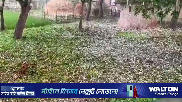 দিনাজপুরে শিলাবৃষ্টিতে আম লিচুবাগানে ব্যাপক ক্ষতি