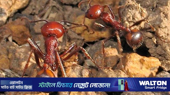 একেকটি পিঁপড়ার দাম ২২০ ডলার