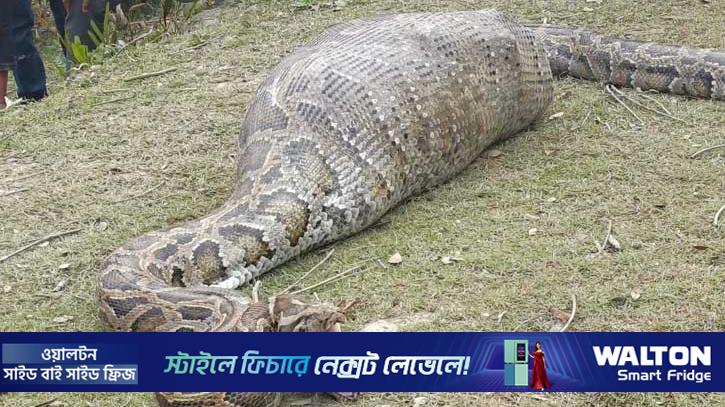 বাগেরহাটে ২০ কেজি ওজনের ছাগল গিলে ফেলল অজগরটি